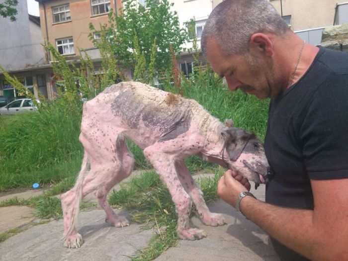 Dying Street Dog Rescued (24 pics)