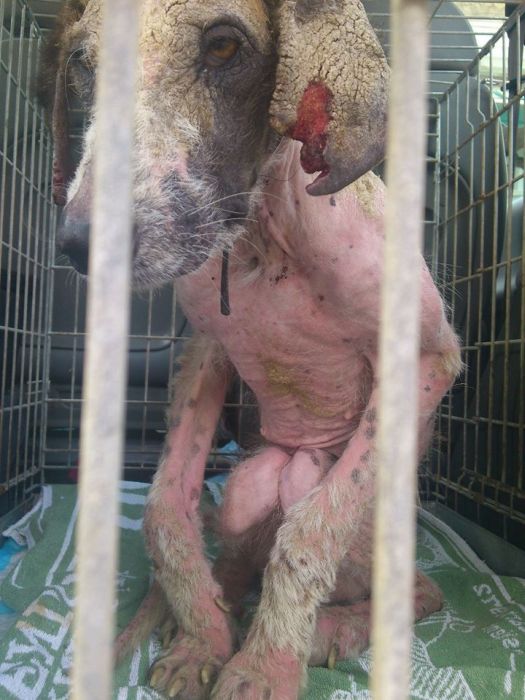 Dying Street Dog Rescued (24 pics)