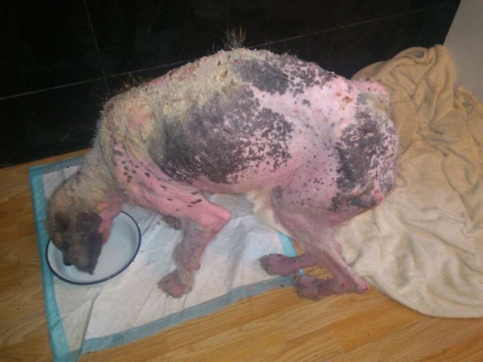 Dying Street Dog Rescued (24 pics)