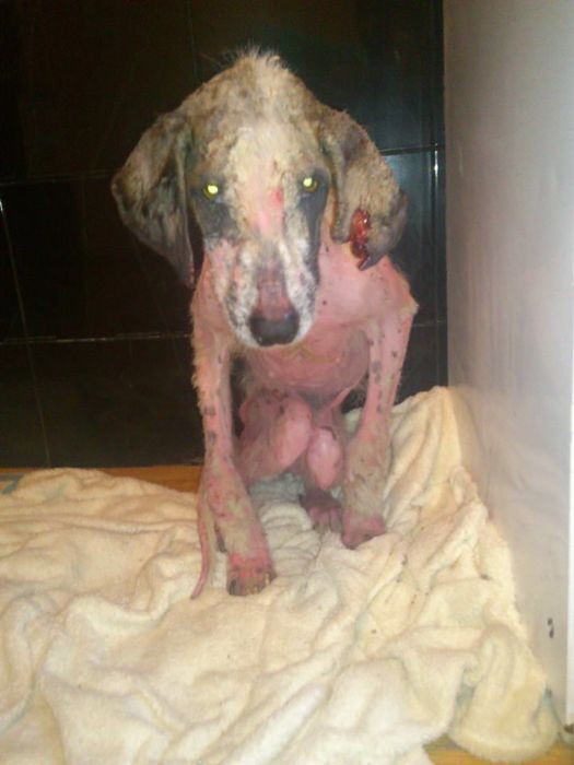 Dying Street Dog Rescued (24 pics)