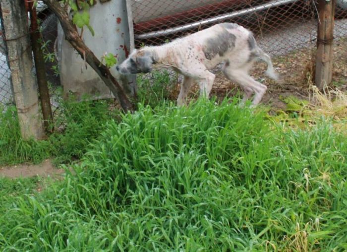 Dying Street Dog Rescued (24 pics)