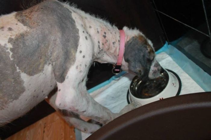 Dying Street Dog Rescued (24 pics)