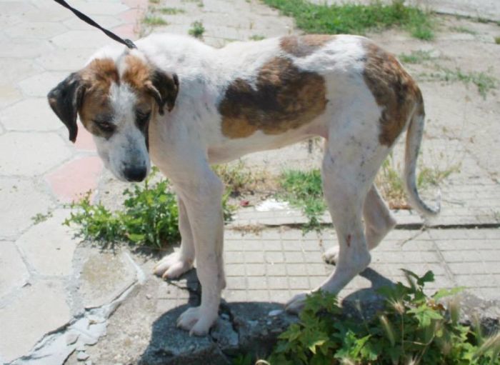 Dying Street Dog Rescued (24 pics)