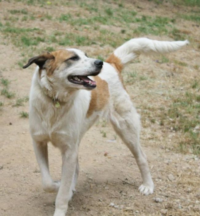 Dying Street Dog Rescued (24 pics)