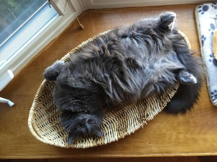 Cute Cat Bellies That Are Sure To Cheer You Up (18 pics)