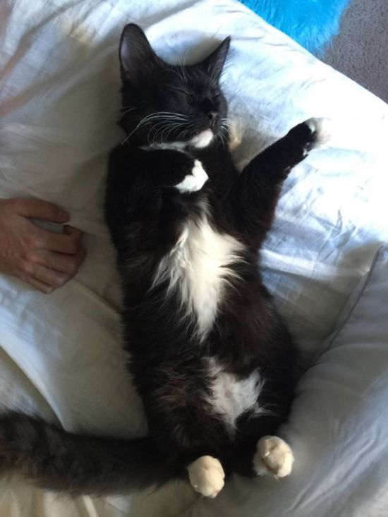 Cute Cat Bellies That Are Sure To Cheer You Up (18 pics)