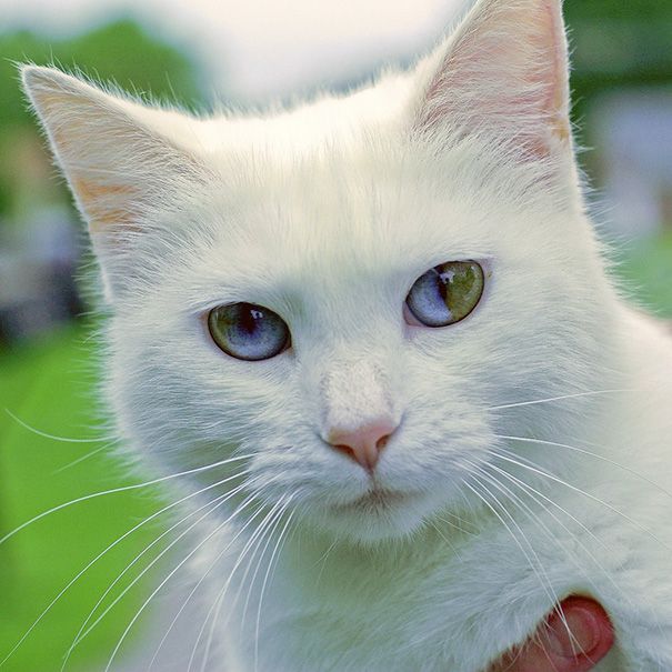 There's An Entire Universe Inside This Cat's Eyes (9 pics)