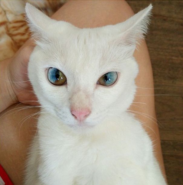 There's An Entire Universe Inside This Cat's Eyes (9 pics)