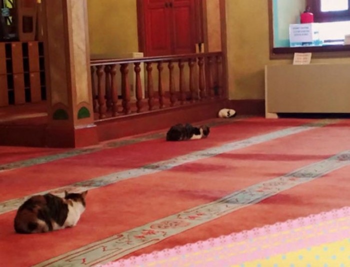Stray Cats Love To Hang Out Inside This Turkish Mosque (9 pics)