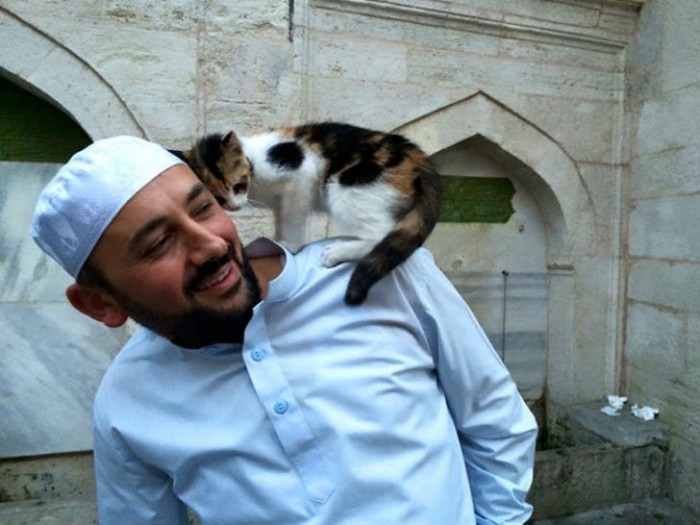Stray Cats Love To Hang Out Inside This Turkish Mosque (9 pics)