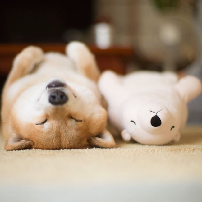 Shiba Inu Loves To Emulate His Favorite Plush Toy (11 pics)