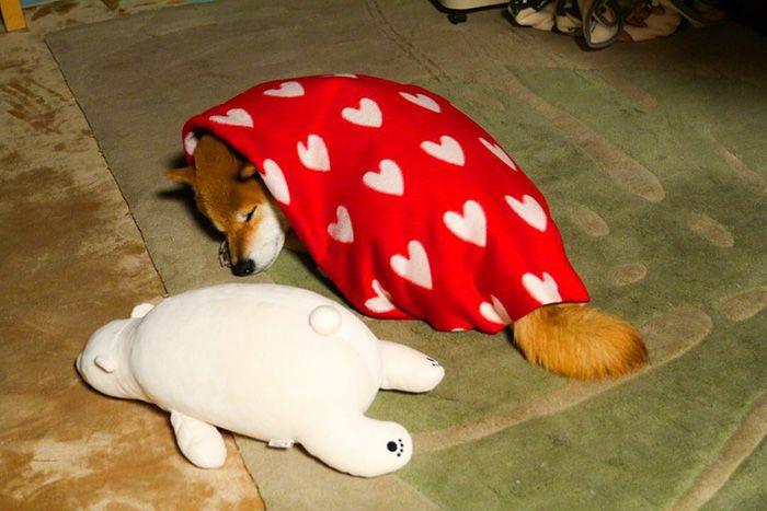 Shiba Inu Loves To Emulate His Favorite Plush Toy (11 pics)