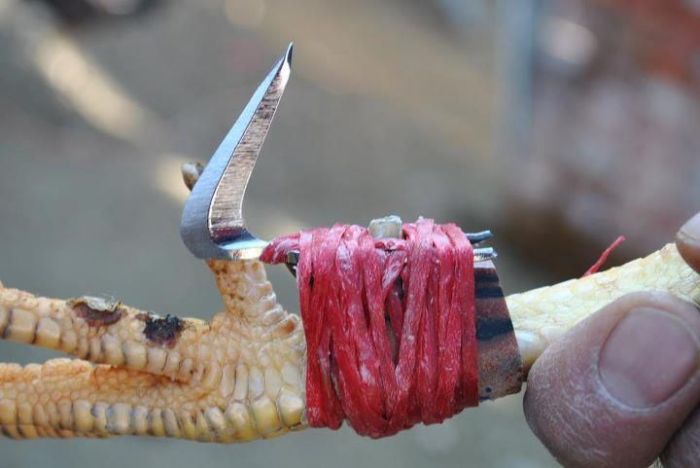 Cockfighting Becomes Much More Violent When You Add Metal Spurs (10 pics)