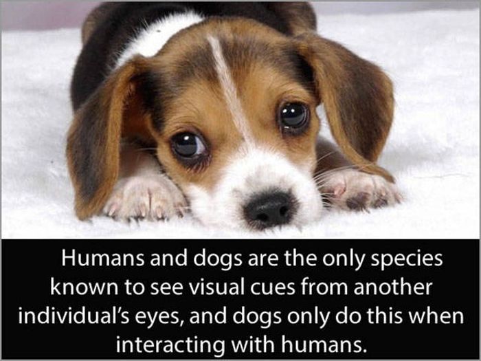 Amazing And Entertaining Facts About Eyes (17 pics)