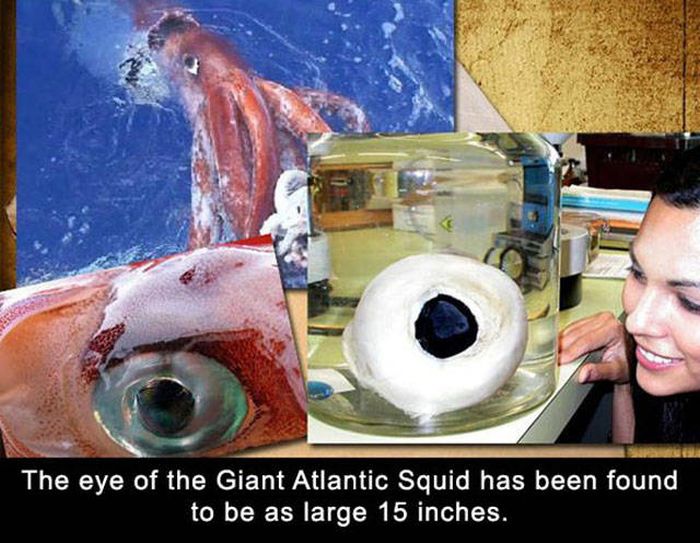 Amazing And Entertaining Facts About Eyes (17 pics)