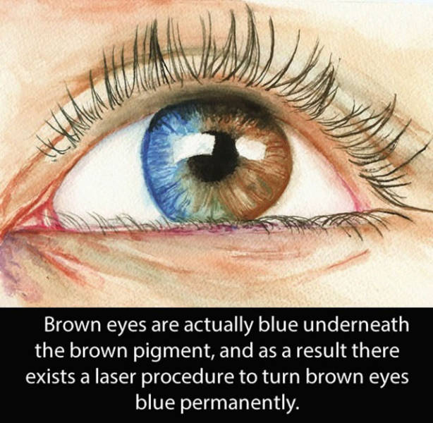 Amazing And Entertaining Facts About Eyes (17 pics)