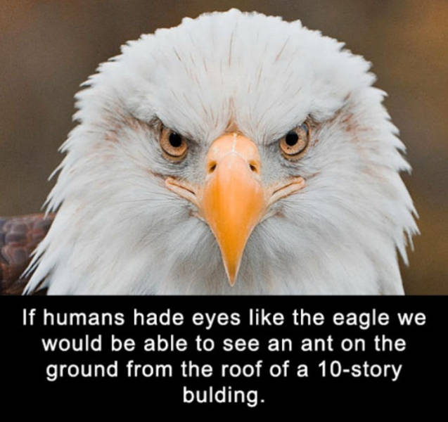 Amazing And Entertaining Facts About Eyes (17 pics)