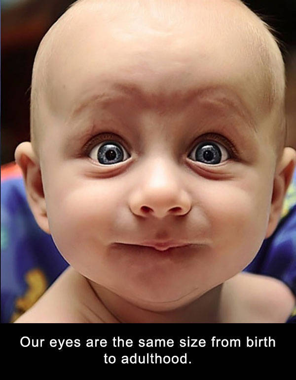 Amazing And Entertaining Facts About Eyes (17 pics)