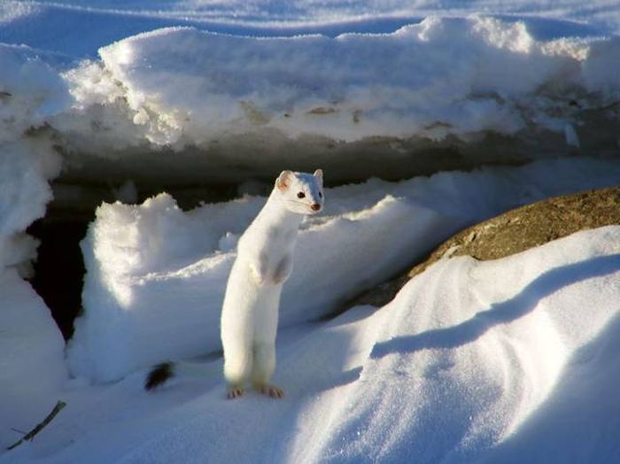 Acid Picdump (108 pics)