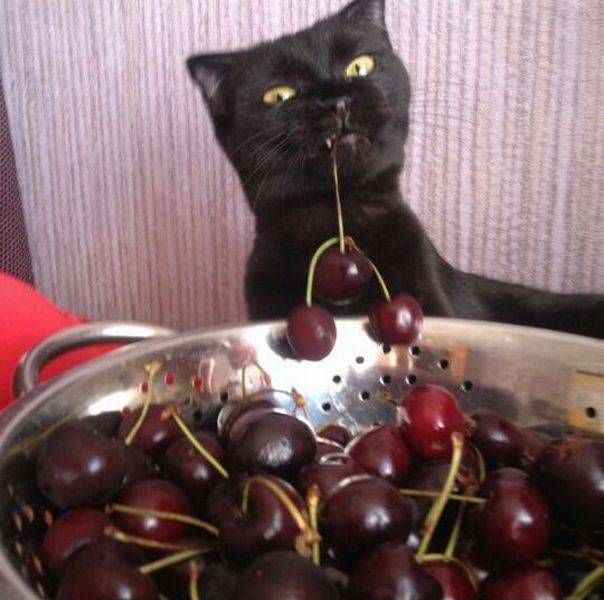 Acid Picdump (108 pics)