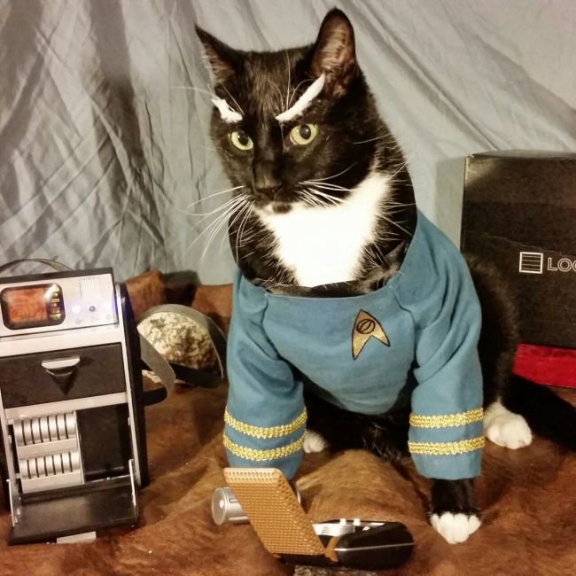 Cats in Cosplay Is The Cutest Thing Ever (14 pics)