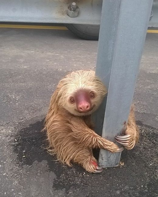 Little Guy Being Rescued After Trying To Cross The Highway In Ecuador (4 pics)