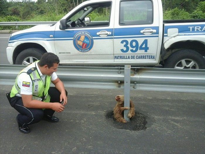 Little Guy Being Rescued After Trying To Cross The Highway In Ecuador (4 pics)