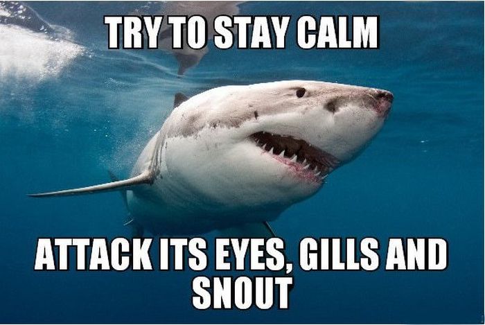 13 Combat Tips To Help You Survive In The Wild (13 pics)