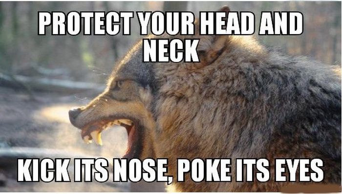 13 Combat Tips To Help You Survive In The Wild (13 pics)