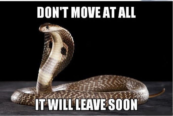 13 Combat Tips To Help You Survive In The Wild (13 pics)