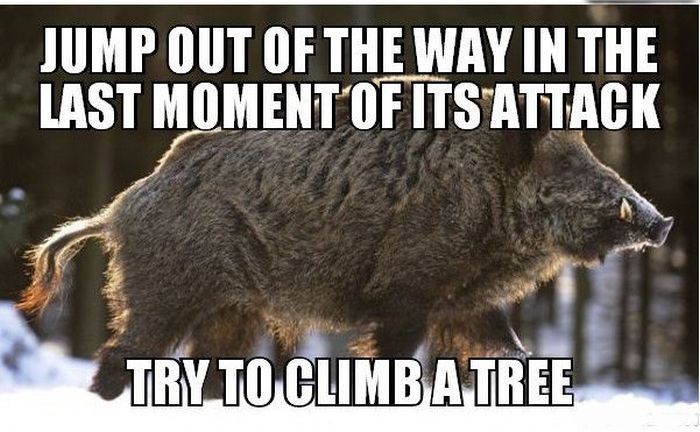 13 Combat Tips To Help You Survive In The Wild (13 pics)