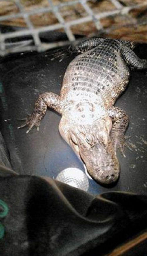 This Man Kept A Pet Alligator For Over 26 Years (2 pics)