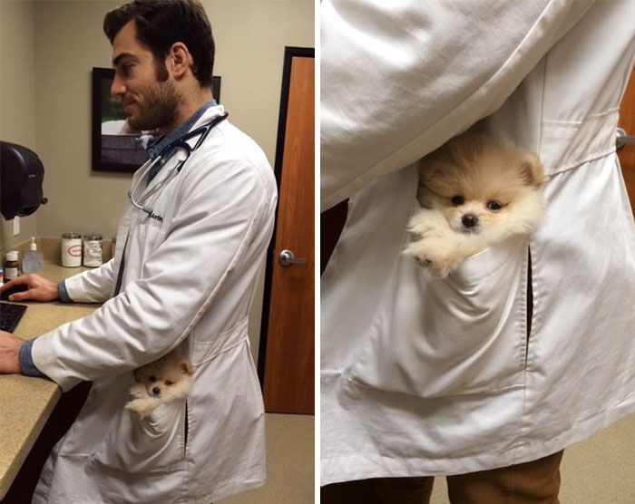 Women Everywhere Are Going Crazy Over This Veterinarian (33 pics)