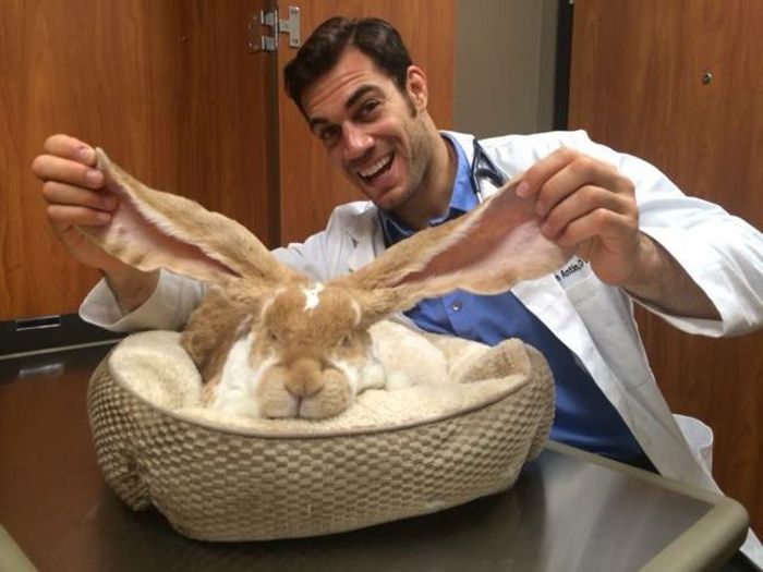 Women Everywhere Are Going Crazy Over This Veterinarian (33 pics)