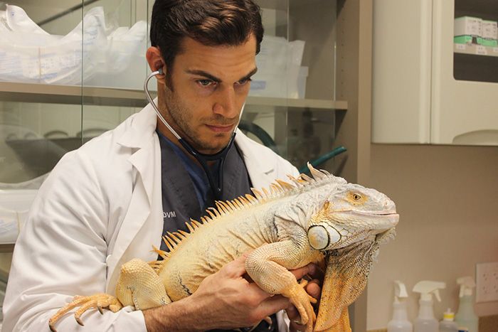 Women Everywhere Are Going Crazy Over This Veterinarian (33 pics)