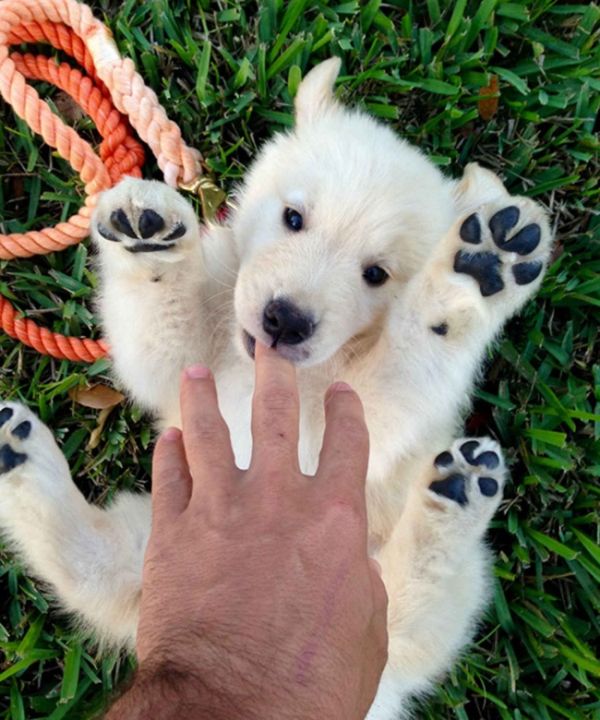 20 Adorable Dogs That Look Like Bears (20 pics)