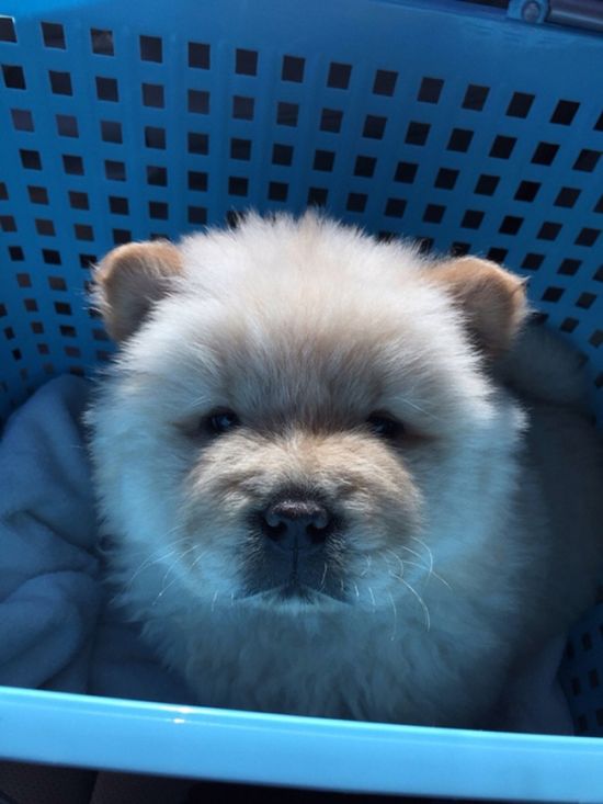20 Adorable Dogs That Look Like Bears (20 pics)