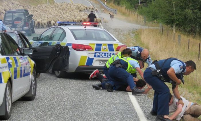New Zealand Police End A Car Chase With A Little Help From Local Sheep (3 pics)