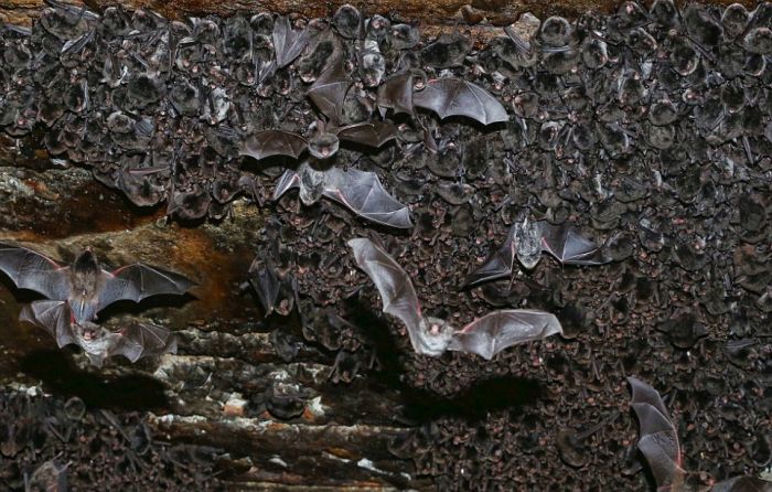 Researchers In Japan Have Solved The Mystery Of The Missing Bats (14 pics)
