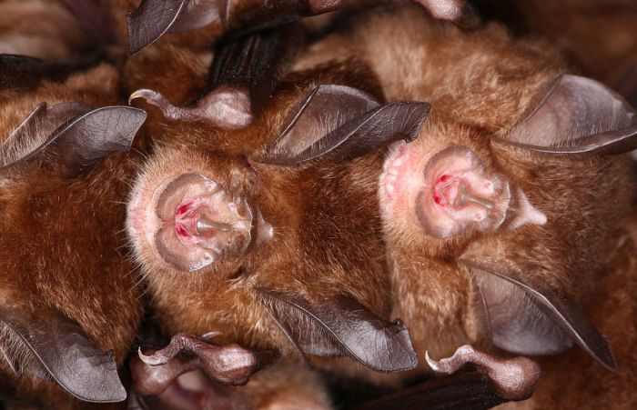 Researchers In Japan Have Solved The Mystery Of The Missing Bats (14 pics)