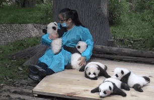 There Are People In China That Get To Hug Pandas For A Living (3 pics)