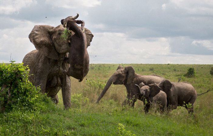 Massive Elephant Destroys Big Buffalo For Getting Too Close (5 pics)