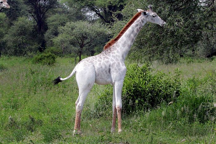 Stunning White Giraffe Found In Tanzania (3 pics)
