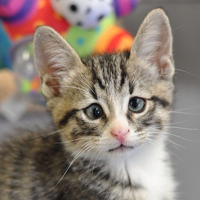 Say Hello To Bum The Cross Eyed Kitten (6 pics)