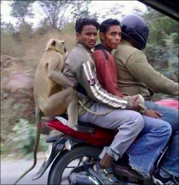 The Land Of India Is A Very Interesting Place (44 pics)
