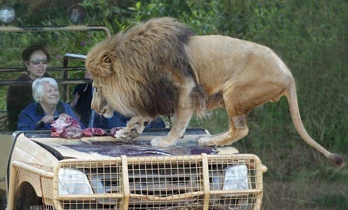 You Better Have Nerves Of Steel If You're Going To Get This Close To A Lion (4 pics)