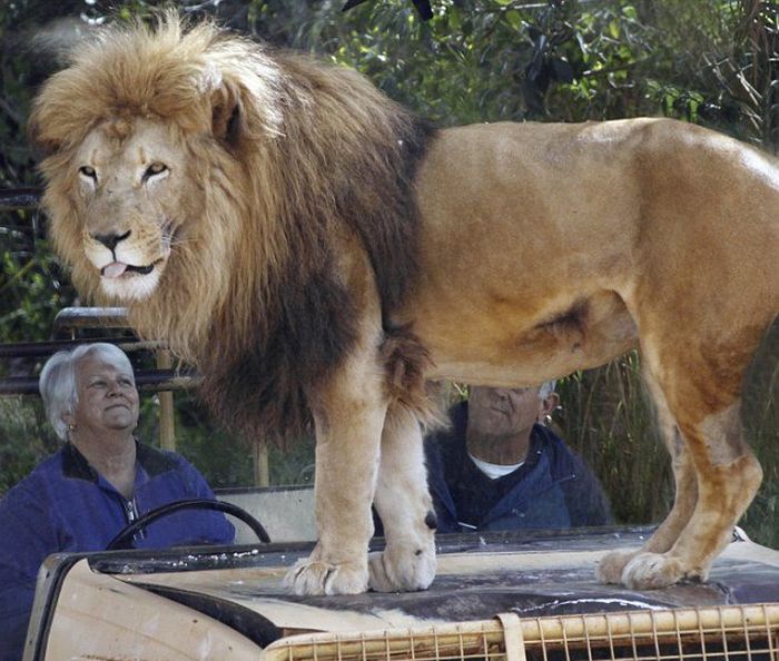 You Better Have Nerves Of Steel If You're Going To Get This Close To A Lion (4 pics)