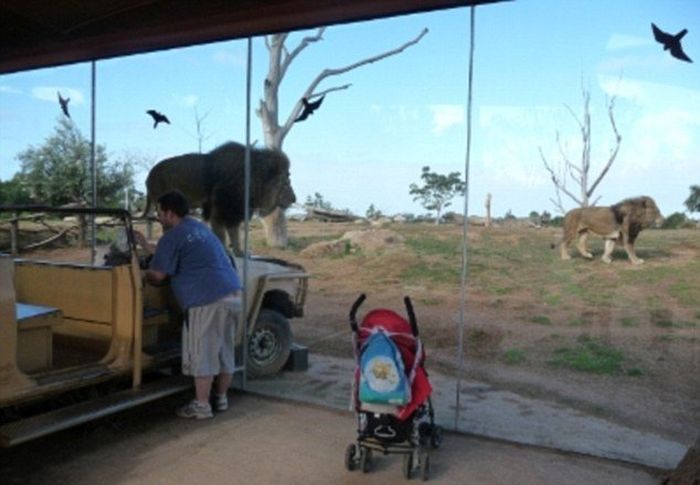 You Better Have Nerves Of Steel If You're Going To Get This Close To A Lion (4 pics)