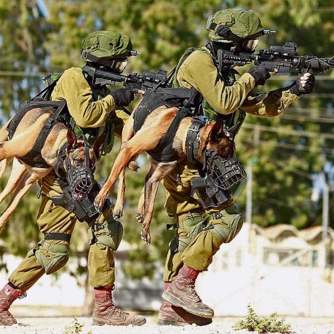 Israeli Army Dogs Are As Tough As They Come (3 pics)