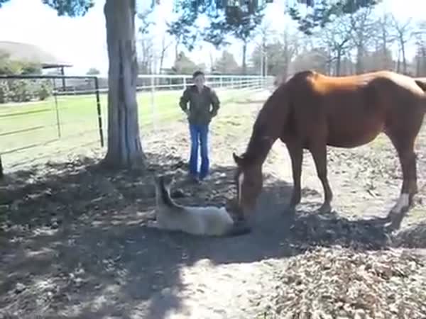 The Sneezing Baby Horse